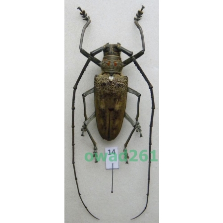 Batocera gigas (Drapiez, 1819) male Indonesia, Java Is 48mm14